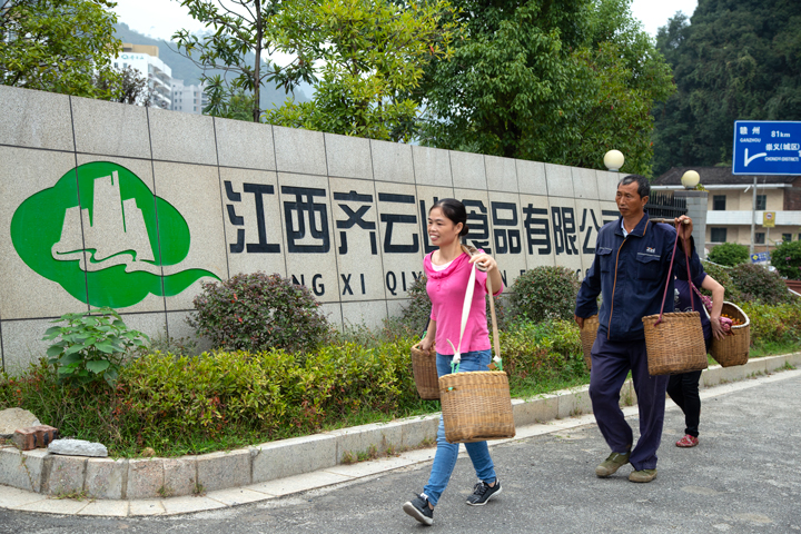 记者带你实地体验你不知道的南酸枣收罗艰??01.jpg
