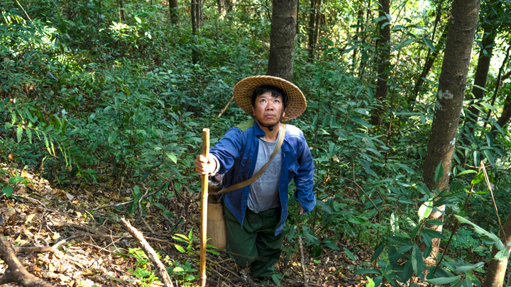 记者带你实地体验你不知道的南酸枣收罗艰??06.jpg