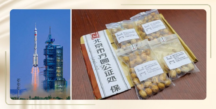 一颗深山野南酸枣的逆袭之旅 10.jpg